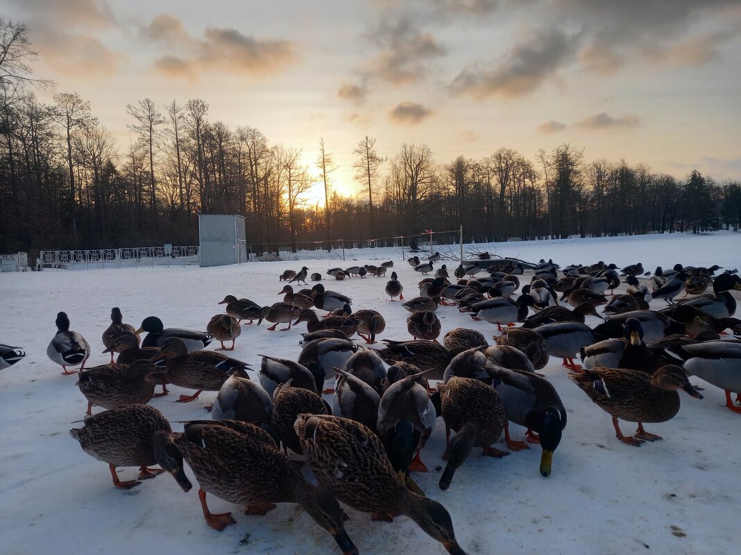Утки на рассвете - Сапсан Утки на рассвете - Сапсан