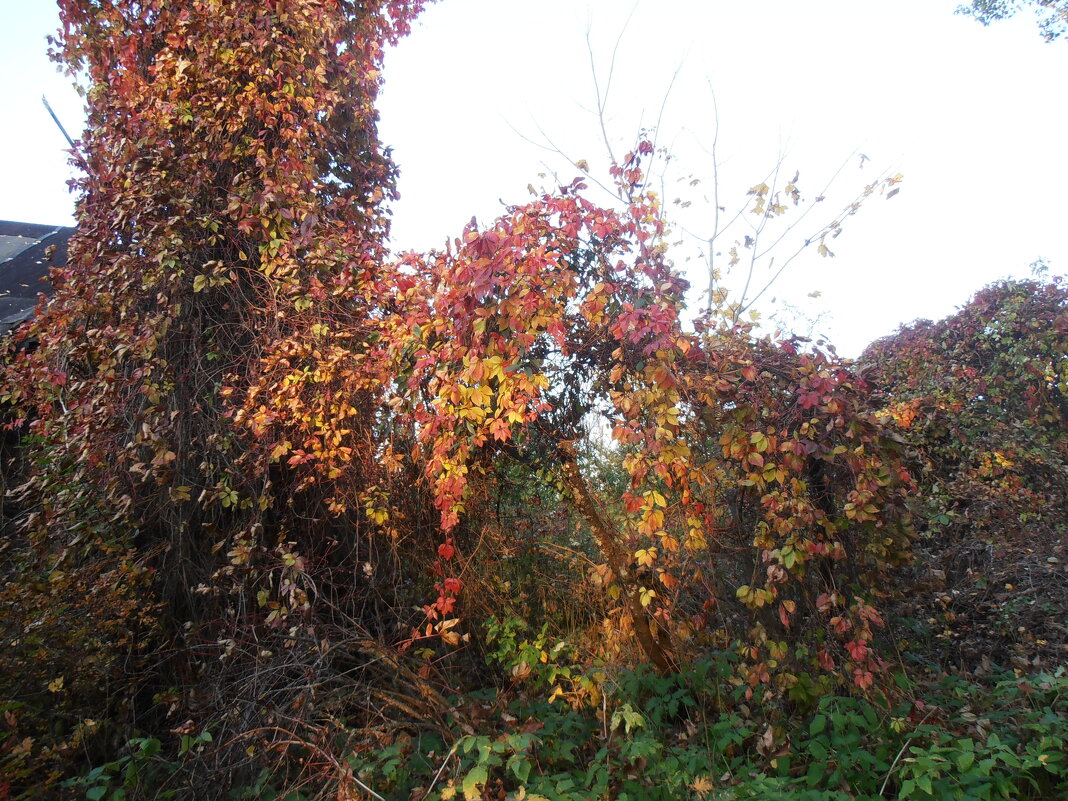 Дикий виноград осенью - ВЕРА (Vera) Дикий виноград осенью - ВЕРА (Vera)