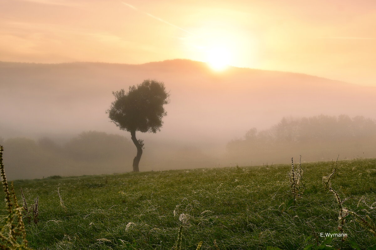 misty morning - Elena Wymann