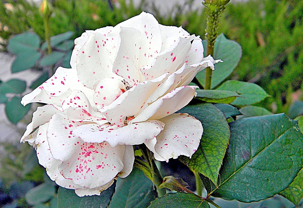 не как все - ivana не как все - ivana