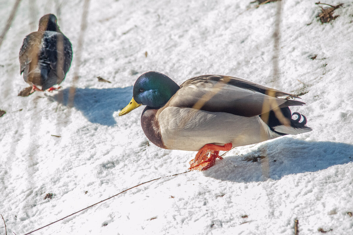 Утя замерзла - Александр Леонов Утя замерзла - Александр Леонов