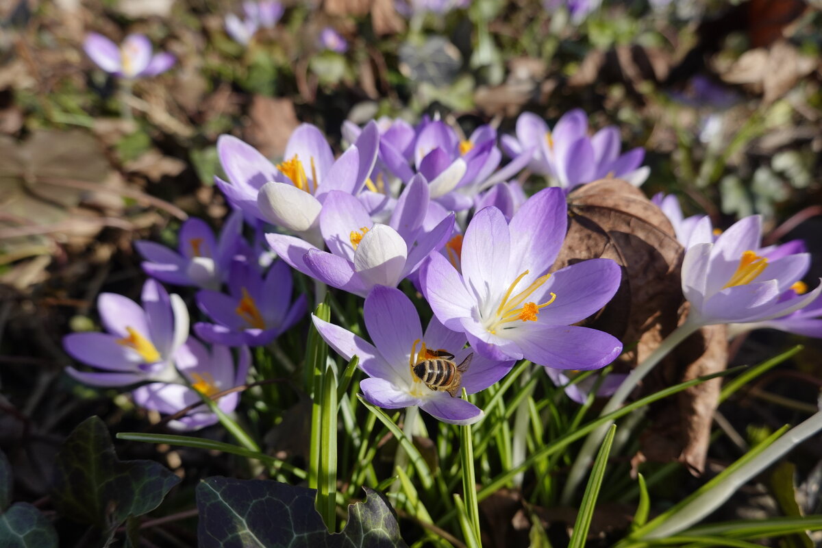 Ах, февральский подснежник, Лепесток голубой.... - Galina Dzubina Ах, февральский подснежник, Лепесток голубой.... - Galina Dzubina