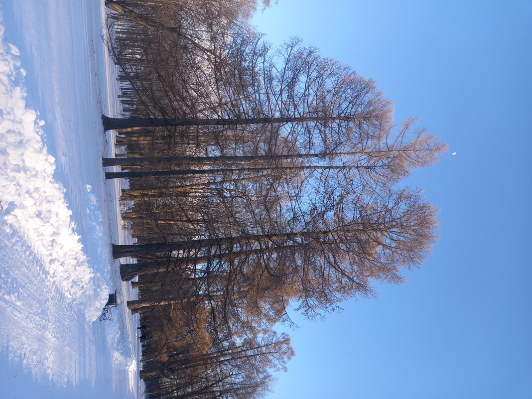 Зима - Сапсан 