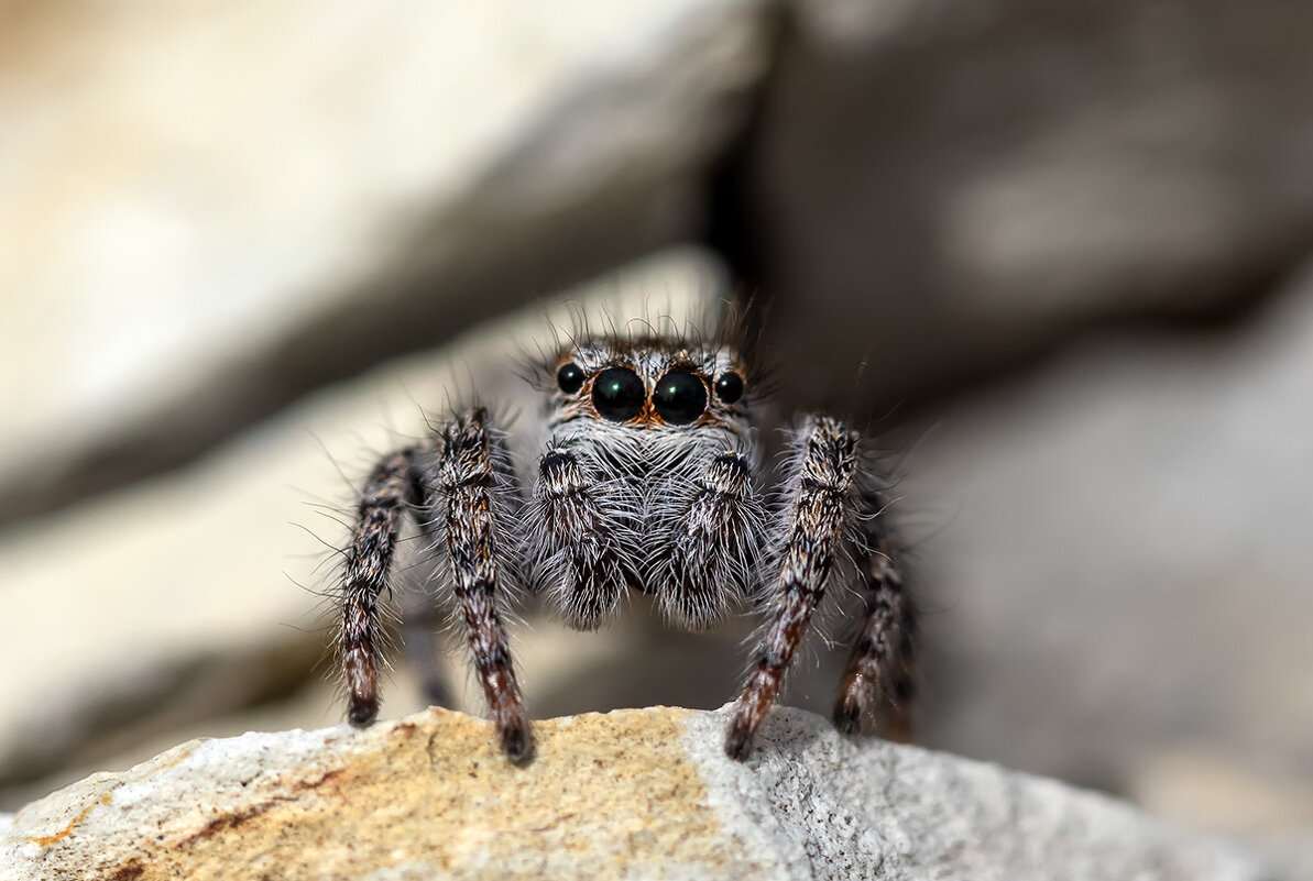 Глаза в глаза - Александр Земляной