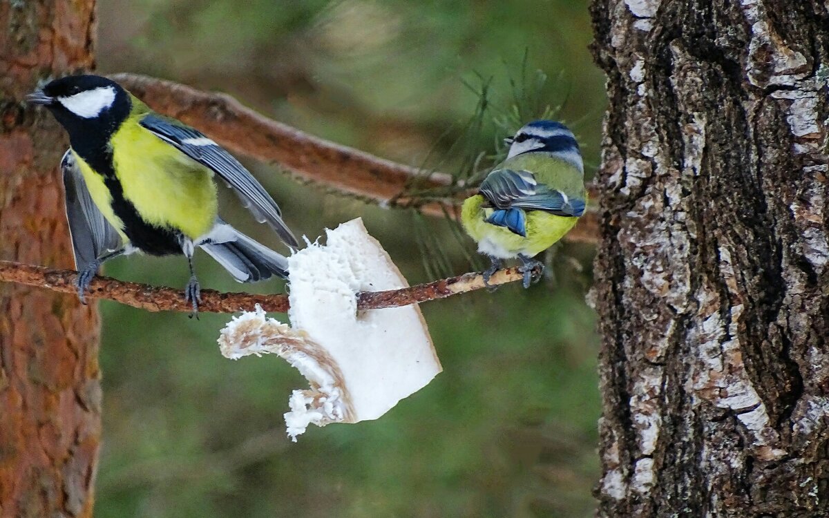 Птиц много, а сала мало! - Милешкин Владимир Алексеевич 