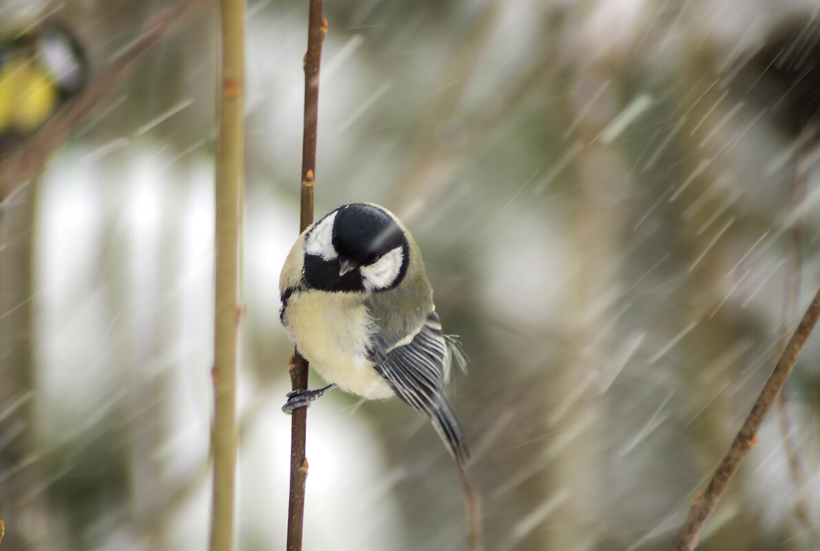 А снег идет... - Оксана Галлямова