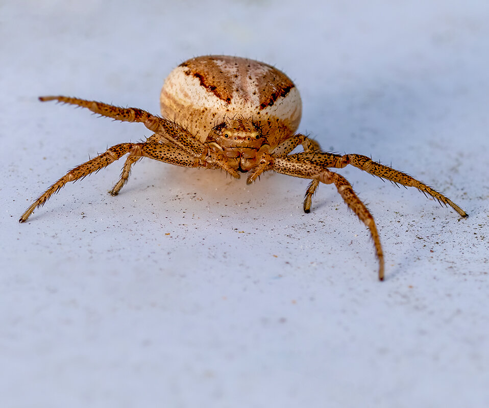О, привет! - Владимир Савельев О, привет! - Владимир Савельев