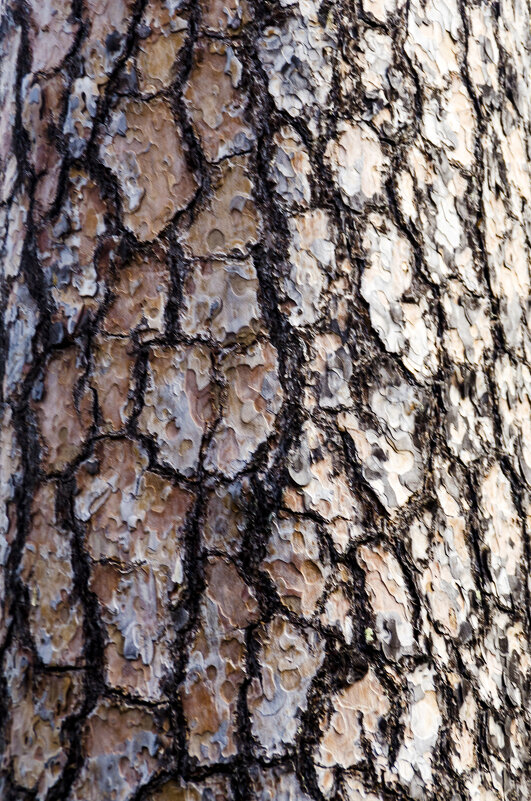 Узоры на стволах сосен, в обилие растущих в дачном посёлке... - Стальбаум Юрий Узоры на стволах сосен, в обилие растущих в дачном посёлке... - Стальбаум Юрий