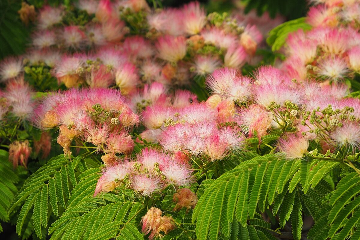 Albizia Julibrissin Альбиция ленкоранская - wea *