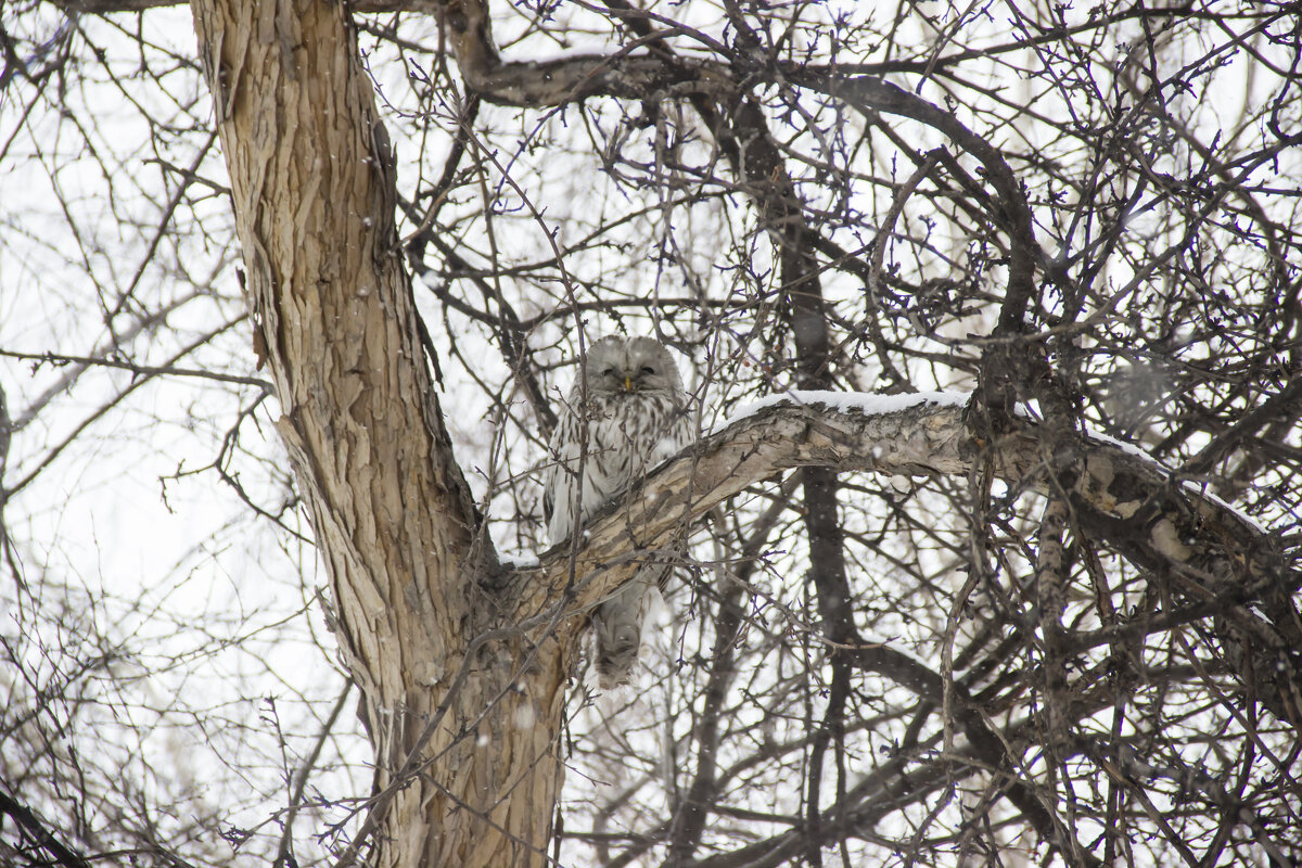 Неясыть - Дима Пискунов Неясыть - Дима Пискунов