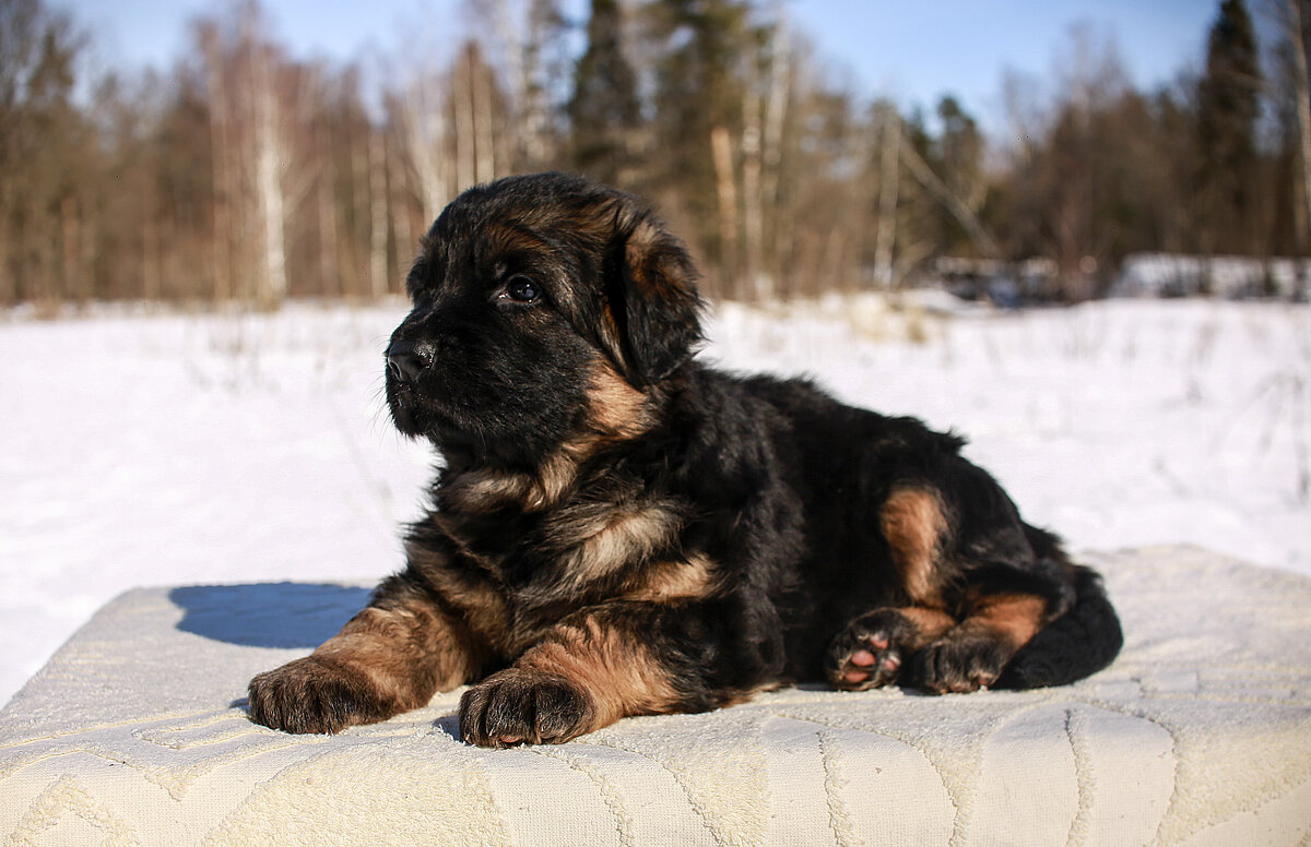 Щенок Немецкой овчарки - Кристина Щукина