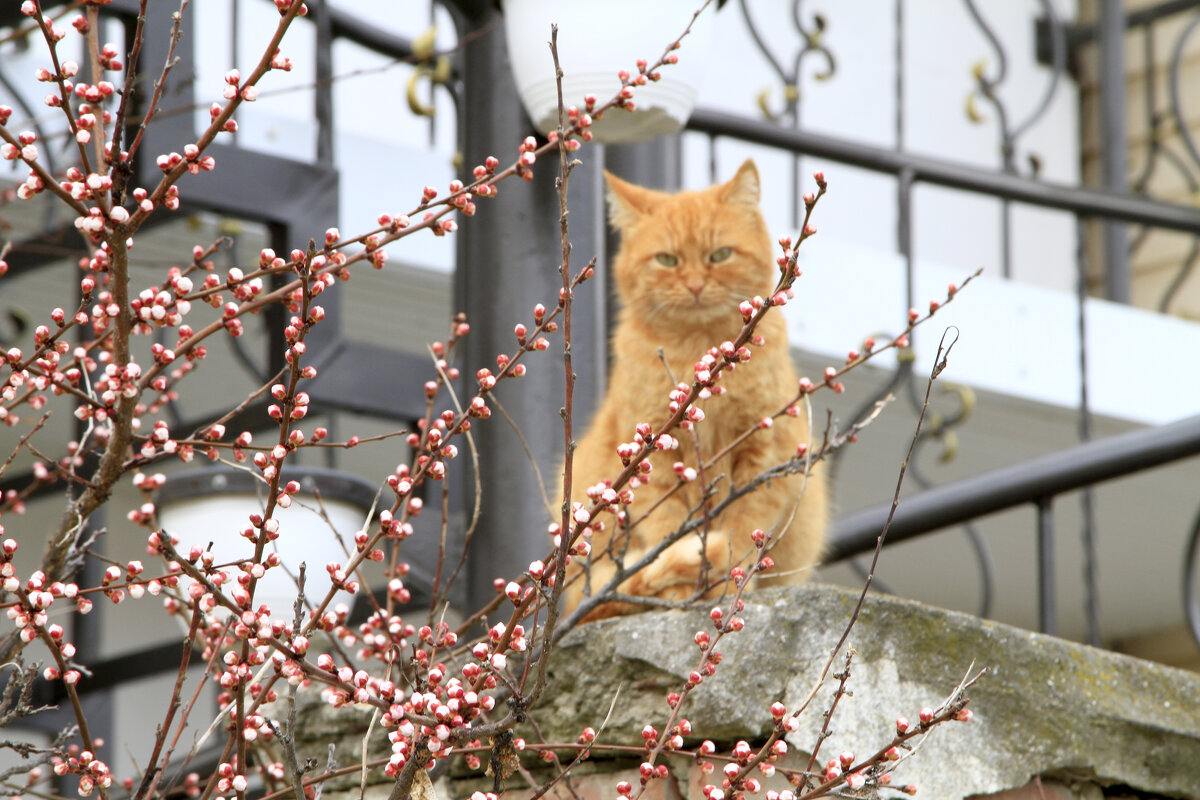 Кот Мартовский. - Геннадий Вали