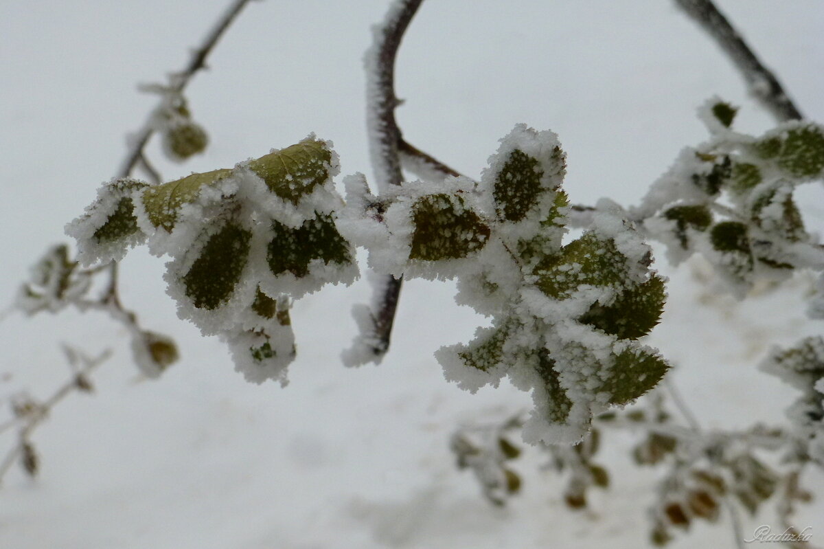Зимний этюд - Raduzka (Надежда Веркина) Зимний этюд - Raduzka (Надежда Веркина)