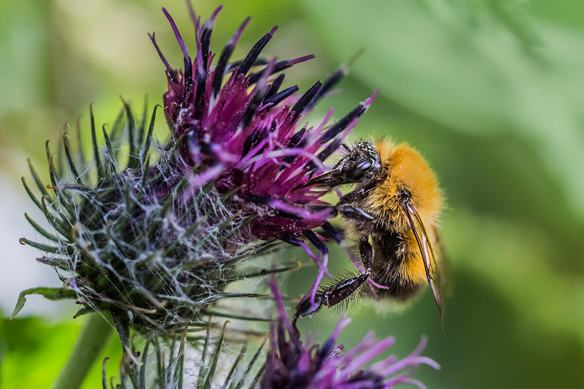 Шмель - SanSan Шмель - SanSan