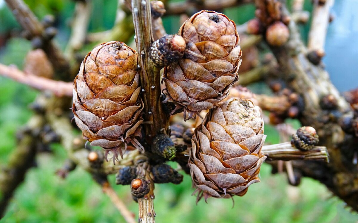 Прошлогодние шишки лиственницы. - Милешкин Владимир Алексеевич 