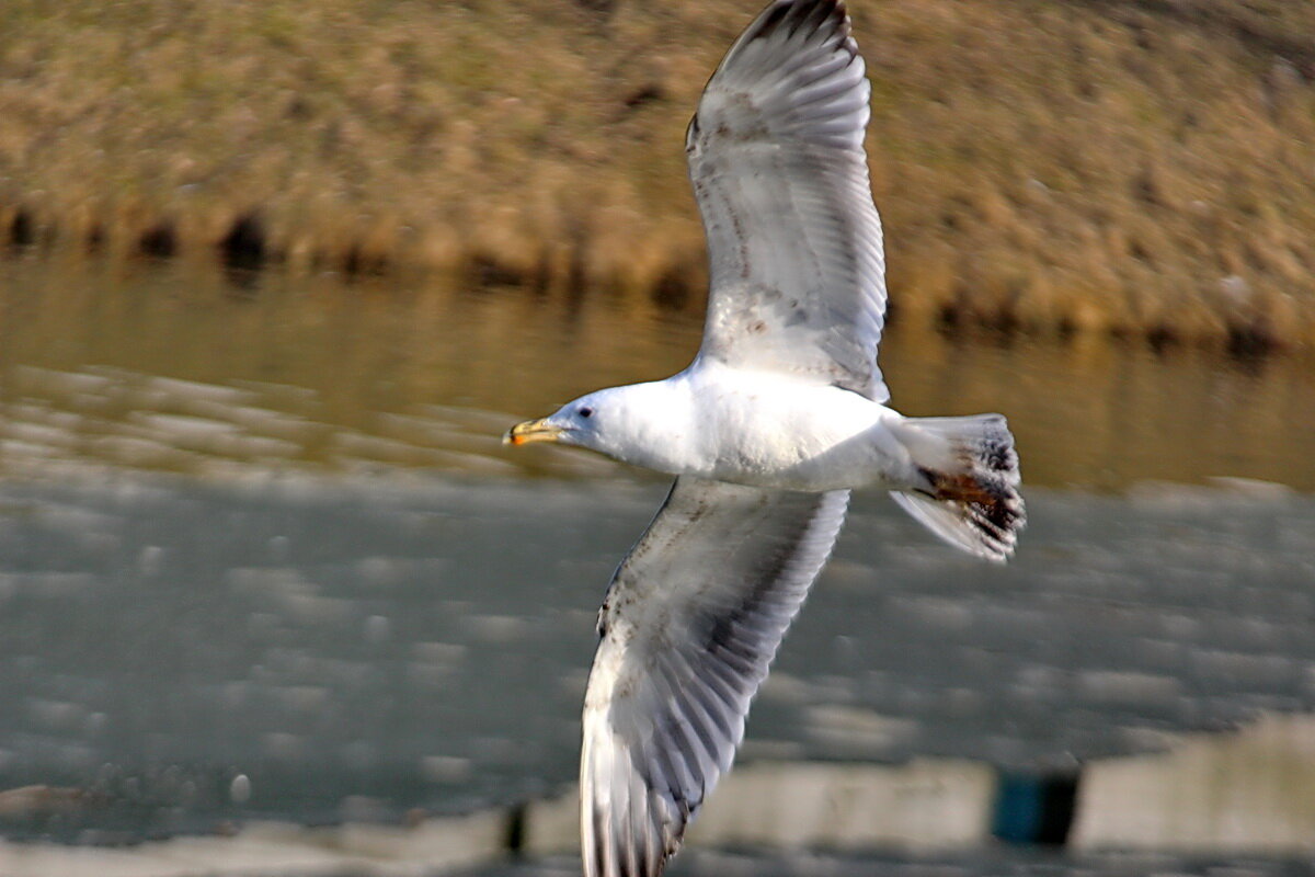 Серебристая чайка в полете - Александр Чеботарь