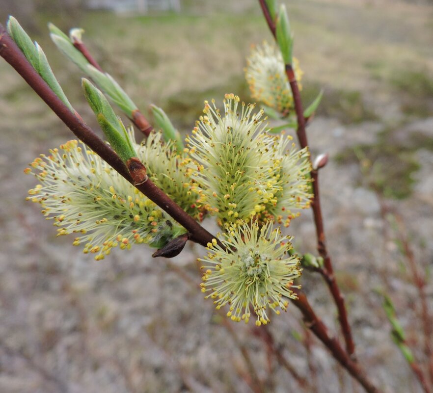 Северная вербочка. - Мария Васильева
