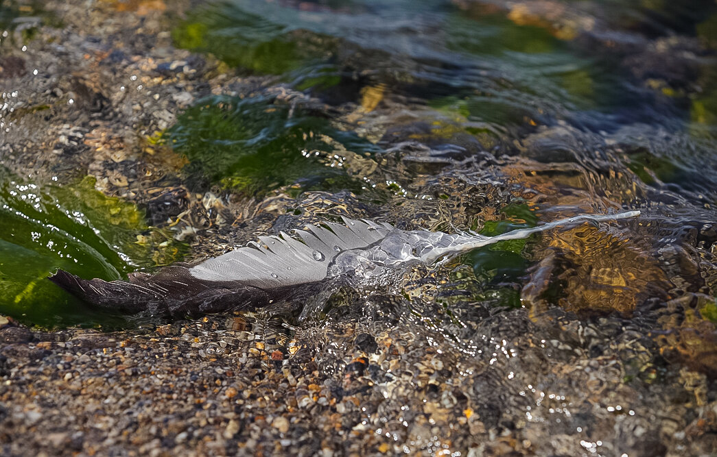 КАПЕЛЬКИ - Denis Doroshenko