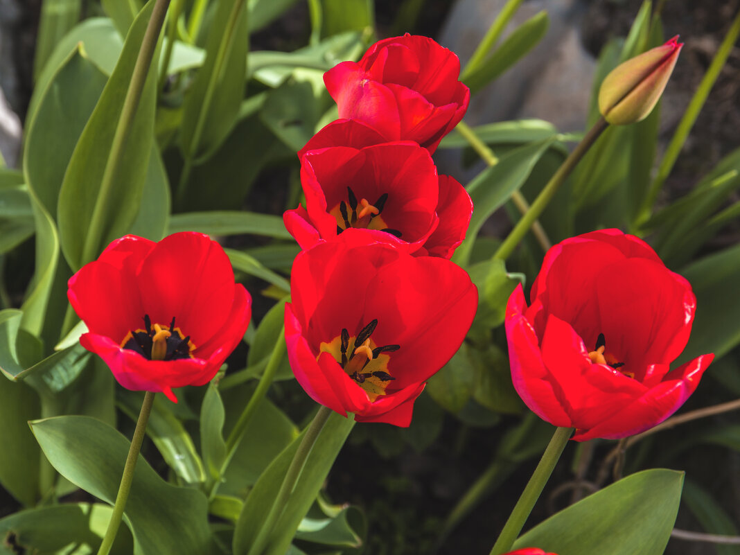 Тюльпаны - Валентин Семчишин Тюльпаны - Валентин Семчишин