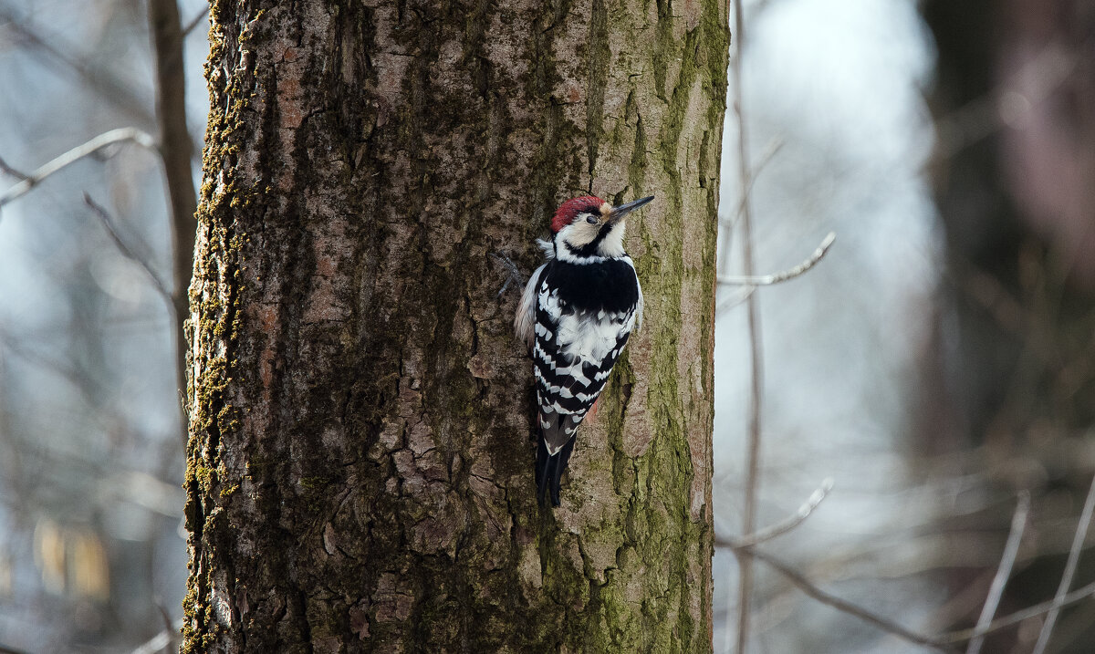 Малый пестрый дятел. - Владимир Безбородов Малый пестрый дятел. - Владимир Безбородов