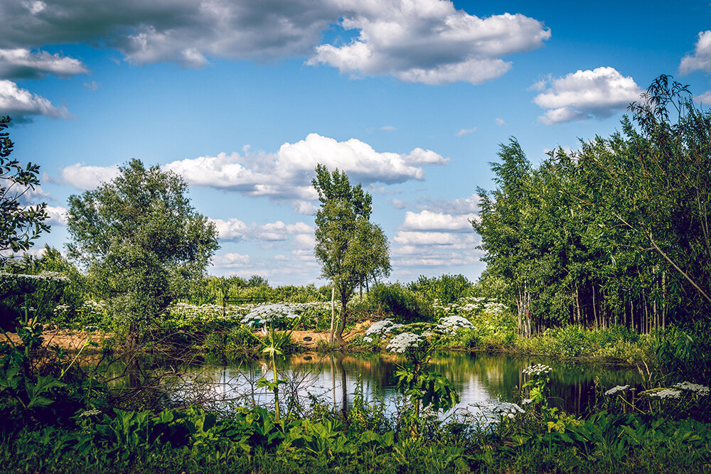 Борщевичье царство - Алексей Л Борщевичье царство - Алексей Л