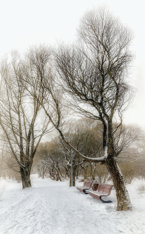 В зимнем парке - Серый 