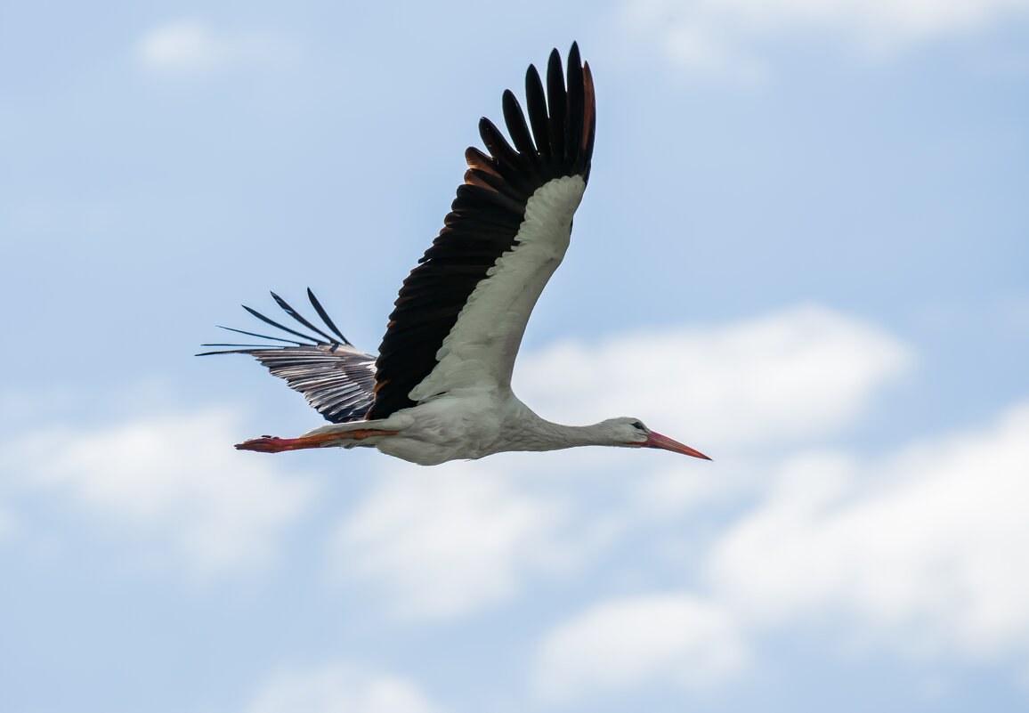 Полёт.... - Sergey (Apg)