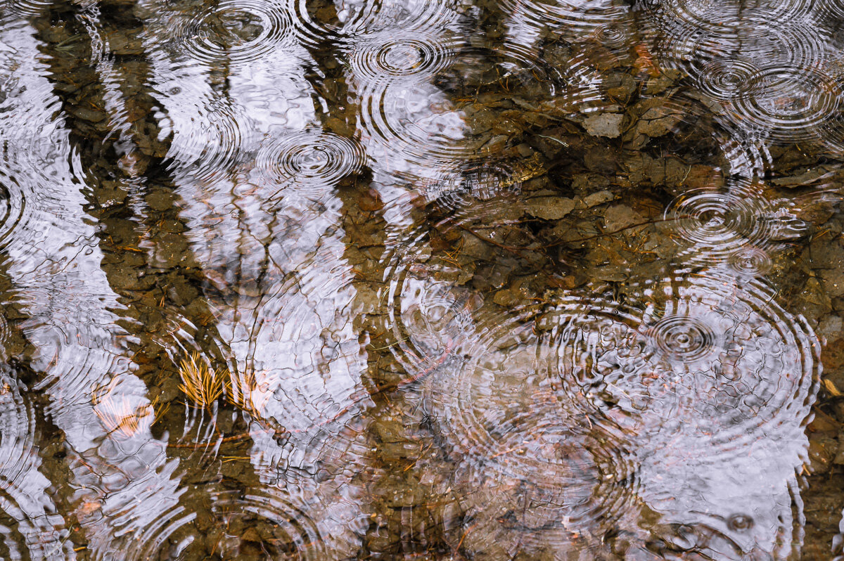 Весенний дождь в лесу. - Олег Бабурин Весенний дождь в лесу. - Олег Бабурин