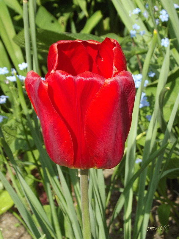 Тюльпан - Freddy 97 Тюльпан - Freddy 97