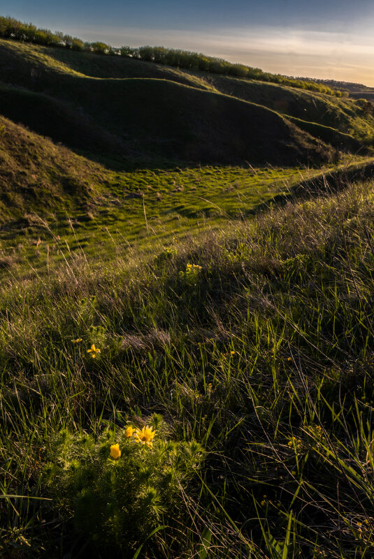 Цветет Адонис - Victor Nikonenko