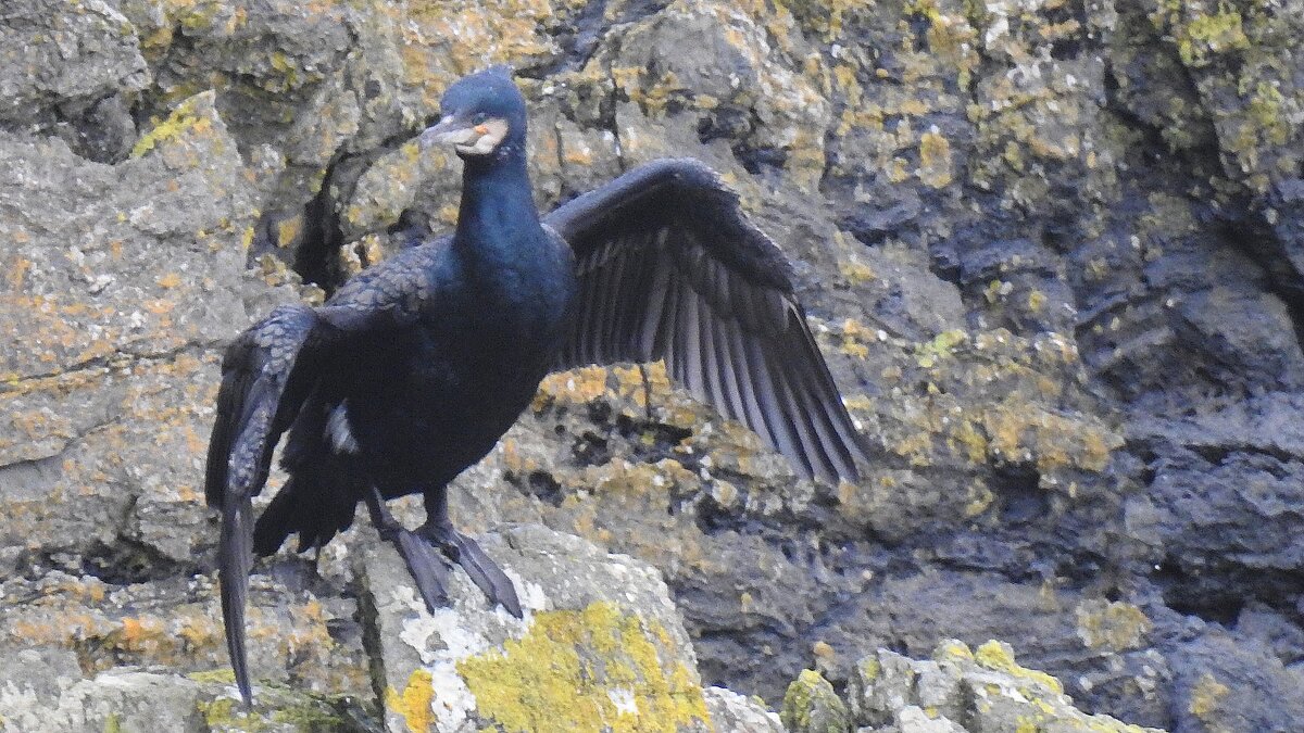 Баклан - Natalia Harries Баклан - Natalia Harries