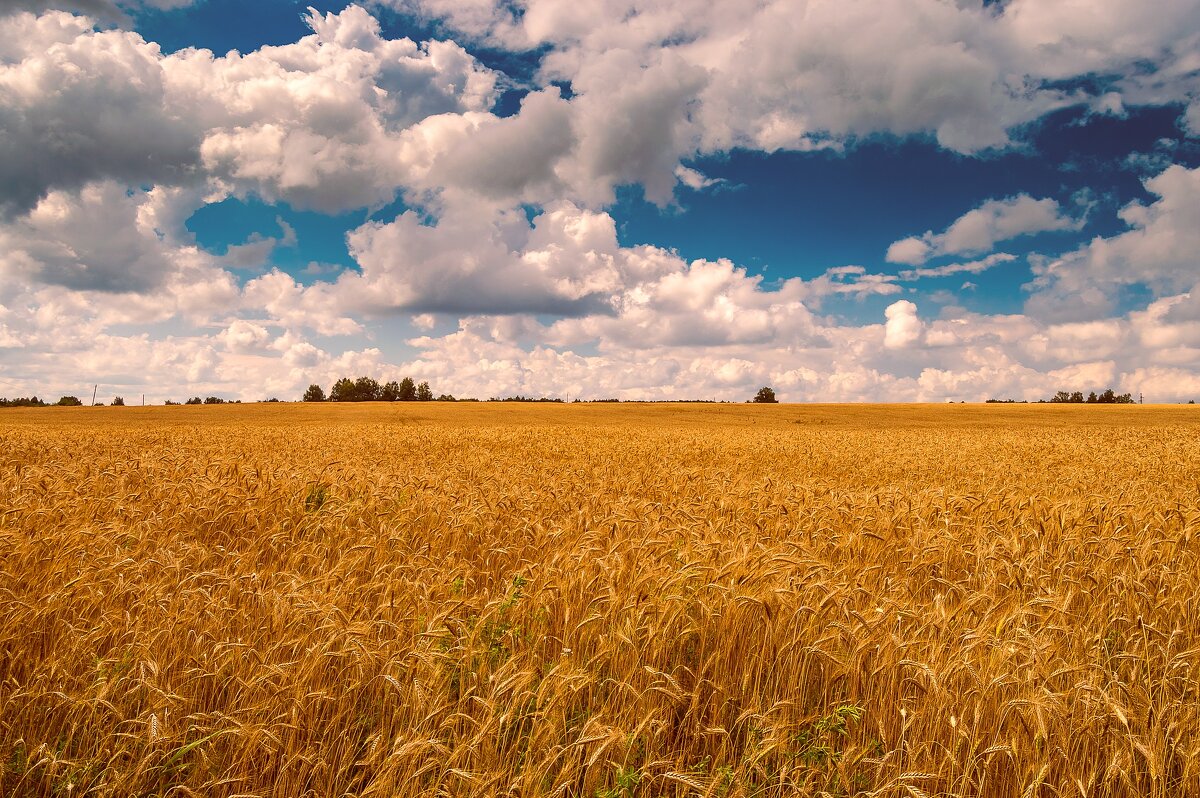 В поле. - Андрей Андрианов В поле. - Андрей Андрианов