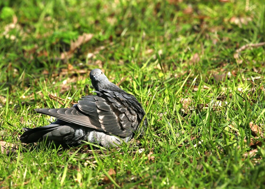 Голубь греется на солнце - Танзиля Завьялова Голубь греется на солнце - Танзиля Завьялова