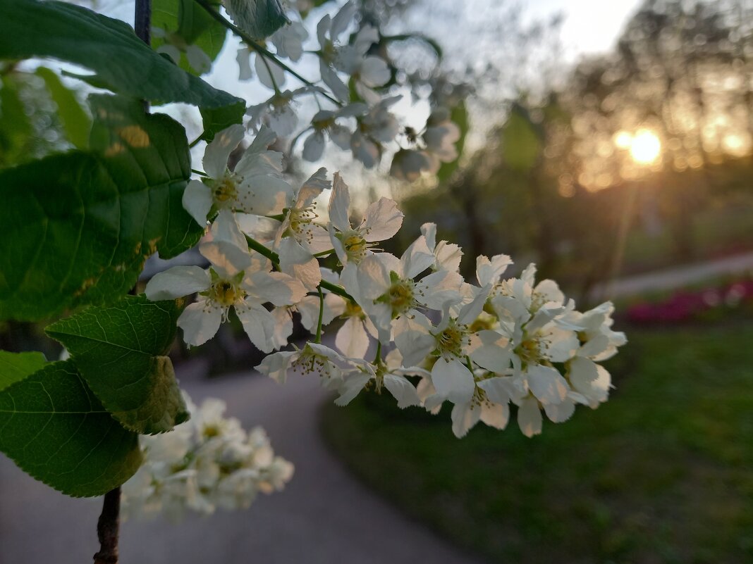 Черёмуха - Сапсан 