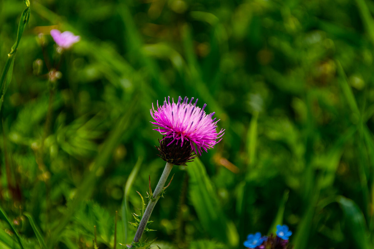 *** - Дмитрий Лупандин