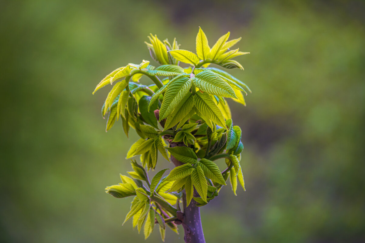 Маньчжурский орех. - Виктор Иванович Чернюк Маньчжурский орех. - Виктор Иванович Чернюк