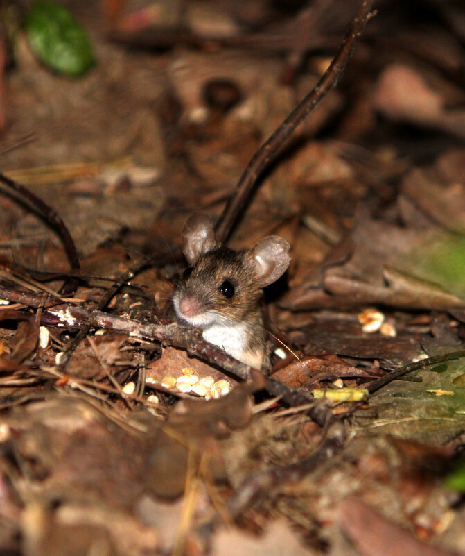 Что там на улице? - Николай (dr.Zlo) Кузнецов