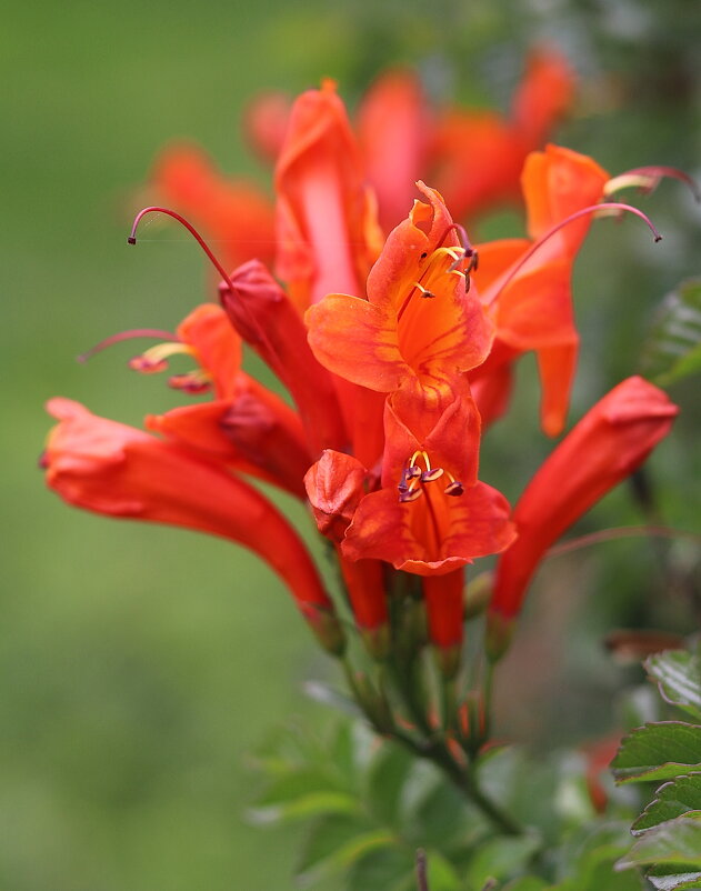 Оранж. - Оля Богданович