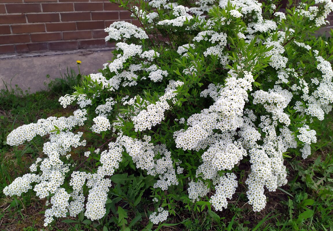 Спирея. - Ирина *** Спирея. - Ирина ***