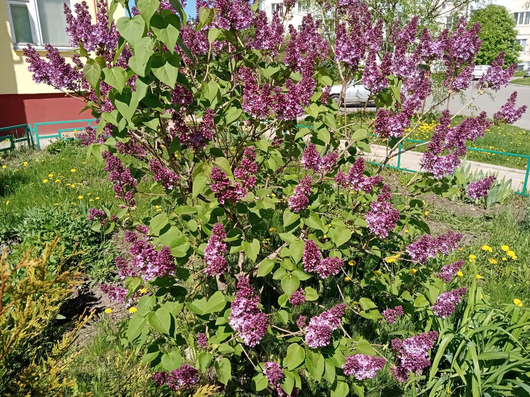 Майский цвет. - Владимир Драгунский