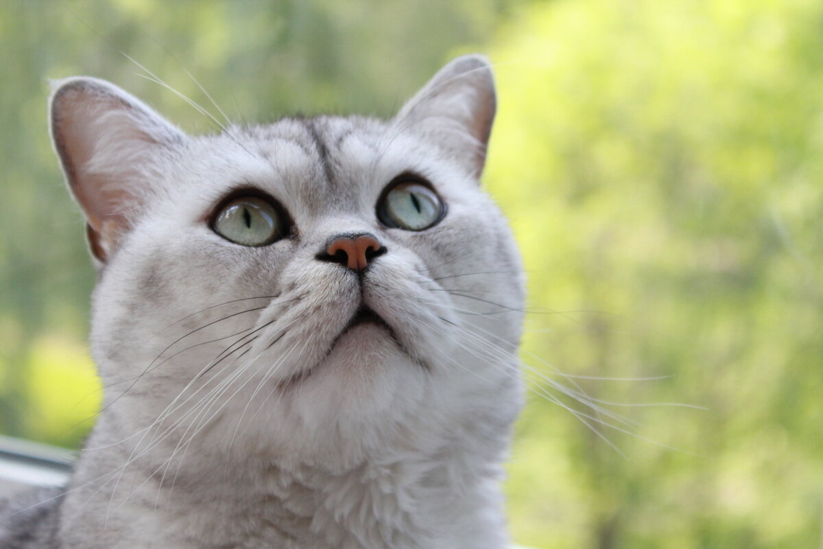 Чего я не сокол!? Чего не летаю?! - photo Bo Чего я не сокол!? Чего не летаю?! - photo Bo