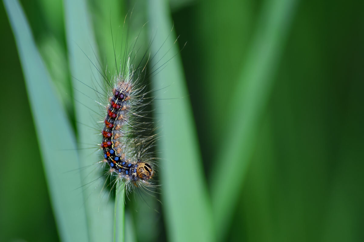 Гусеница - Геннадий Супрун Гусеница - Геннадий Супрун