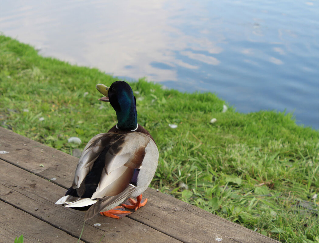 возмущается... - Любовь ***