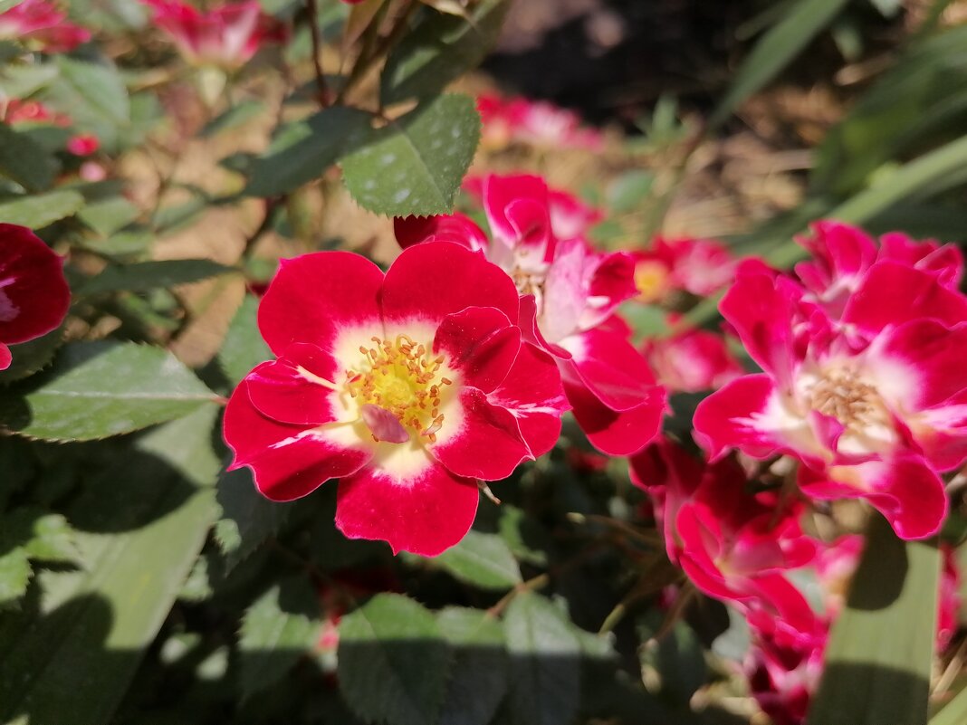 ,,, - Сергей Тимоновский ,,, - Сергей Тимоновский