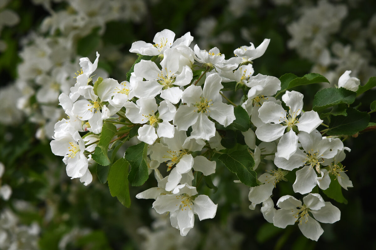 Москва. МГУ. Весна. - Наташа *****