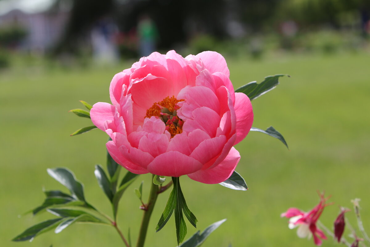 Пион - Виктор Пион - Виктор