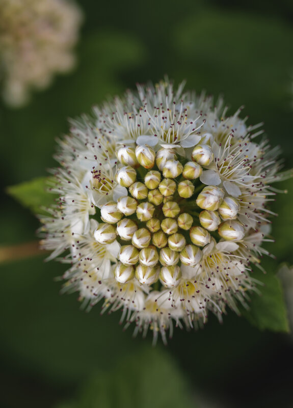 Пузыреплодник калинолистный - Елена Андреева Пузыреплодник калинолистный - Елена Андреева
