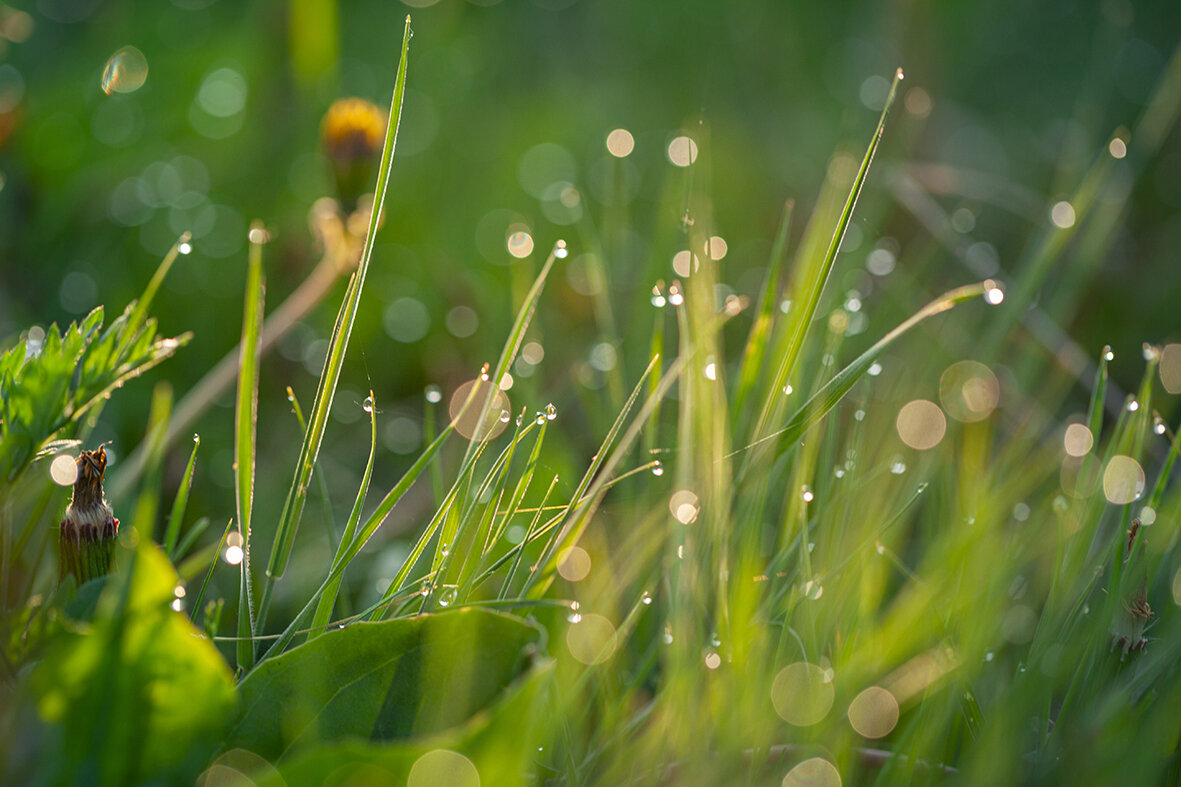 утренняя симфоия - Denis Doroshenko