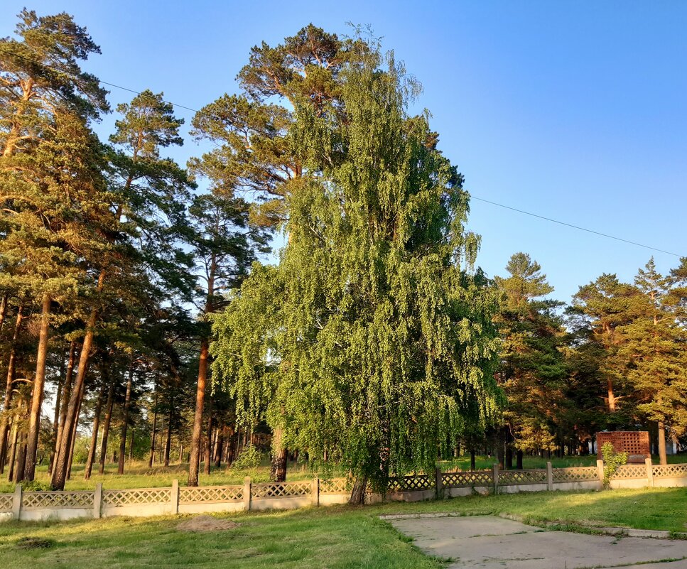 Лето в городе - Галина Минчук