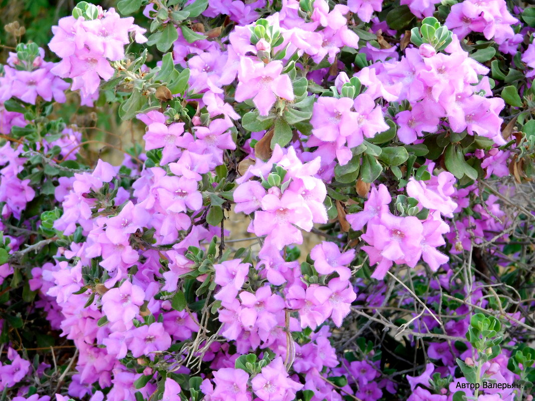 Леукофиллум кустарниковый. - Валерьян Запорожченко